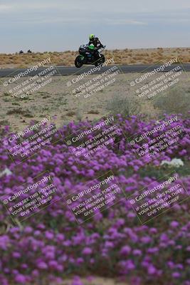 media/Jan-14-2023-SoCal Trackdays (Sat) [[497694156f]]/Turn 14 Exit Bloomig (145pm)/